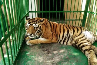 death of female tiger