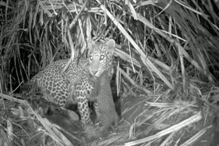 Watch female leopard carrying her cubs to safety