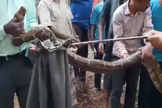 Huge Python Rescued In Chikkamagaluru