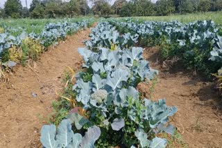 Utera farming in Chhattisgarh