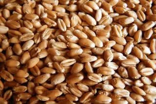 wheat prices set to rise