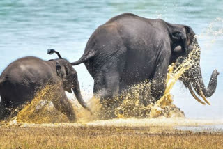 World Wildlife Day Celebration,March 3 celebrates World Wildlife Day,Celebrating nature on March 3,Indian National Parks List,World Wildlife Day 2022,ವಿಶ್ವ ವನ್ಯಜೀವಿ ದಿನ,ವಿಶ್ವಸಂಸ್ಥೆಯ ಸಾಮಾನ್ಯ ಸಭೆಯ ನಿರ್ಧಾರಗಳು,ದೇಶದ ವನ್ಯಜೀವಿ ಮತ್ತು ಅರಣ್ಯ ಸಂಪತ್ತಿನ ಮಾಹಿತಿ,ದೇಶದ ವನ್ಯಜೀವಿಗಳ ಮಾಹಿತಿ