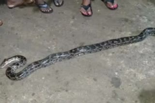 Snake Catching in Chikkamangalur