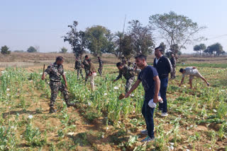 Police destroy opium crops in Simdega