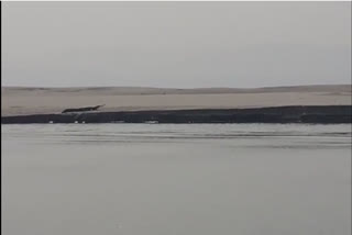 Critically endangered Gharials spotted in Assam's Brahmaputra river