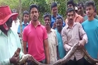 Watch 14 feet long Python weighing 25 kg caught in Karnataka