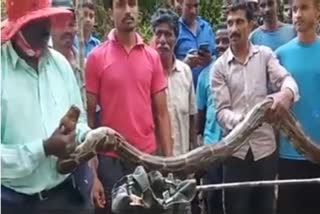 14 feet long Python weighing 25 kg caught in Chikkamagaluru