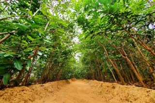 ભારતમાં 25.87 મિલિયન હેક્ટર જંગલો 'ગુમ' છે: CSE વિશ્લેષણ