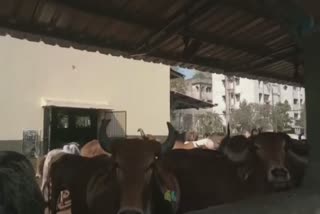 Gaumata Poshan Yojana Gujarat: કોરોનાકાળમાં દયનીય બની સુરત પાંજરાપોળની સ્થિતિ, ગૌમાતા પોષણ યોજનાથી થશે રાહત