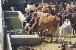 Cattle roaming the cities: ભાવનગર મહાનગરપાલિકાએ રખડતા ઢોર પાછળ કોરોડોનો ખર્ચો કર્યો પણ સમસ્યા ત્યાંની ત્યાંજ