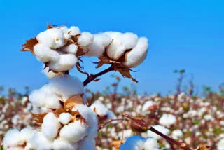 Cotton