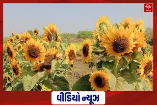 Sunflower cultivation in Surendranagar: વઢવાણના ખેડૂત કઈ રીતે અન્ય ખેડૂત માટે પ્રેરણારૂપ બન્યા, જુઓ