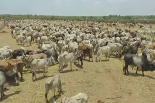 Cow nutrition scheme: પાંજરાપોળની સ્થતિ અને રખડતા ઢોરના પ્રશ્નને જાણવાતો ETV Bharatનો એક વિશેષ અહેવાલ