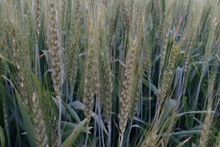 Wheat Cultivation in Haryana