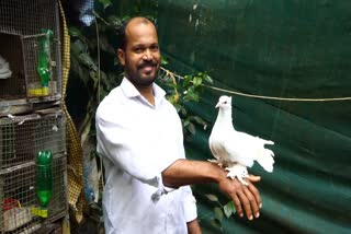 pravu valarthal Shaiju  Shaiju dove farming  Pigeon lover shaiju Mangathotty  idukki rajakumari Shaiju peter Pigeon farming  ഇടുക്കി രാജകുമാരി ഷൈജു പീറ്റർ പ്രാവ് വളർത്തൽ  idukki rajakumari Shaiju Pigeon Breeding  മാങ്ങാത്തൊട്ടി ഷൈജു പ്രാവ് പരിപാലനം  പ്രാവ് വളർത്തൽ വരുമാനമാർഗം  മുപ്പതിൽപ്പരം പ്രാവ് ഇനങ്ങൾ വളർത്തി ഷൈജു