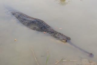 dead crocodile rescued from mahanadi in boudh