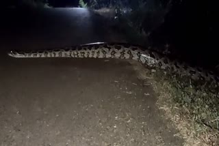 Viral Video of Python in pachmarhi