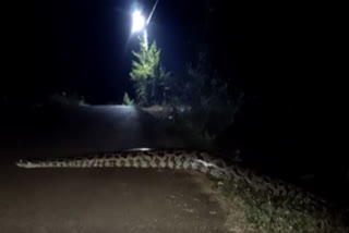 Watch a 12 feet long Python found near Karnataka