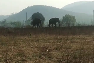 Elephants that have invaded the farm and destroyed the crop