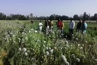 Rehli police took possession of opium plants