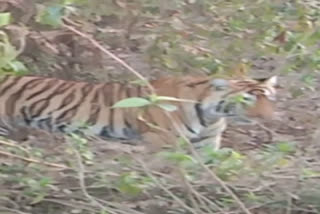 cub of tigress ST-14