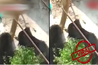 video-of-two-bears-fighting-in-kanker-goes-viral