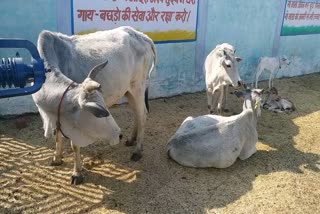 godhan nyaya yojna