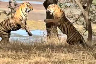 Clash between Tiger T120 and Tigress T19