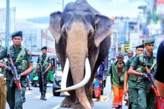 Sri Lanka mourns death of celebrated Indian elephant  Indian elephant body to be kept as national treasure  നടുങ്ങാമുവ രാജയുടെ മരണം  ദുഖം രേഖപ്പെടുത്തി ശ്രീലങ്കന്‍ സര്‍ക്കാര്‍  ആനയെ ദേശീയനിധിയായി നാമകരണം ചെയ്യുകയും