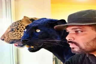 Indian doctor refuses to leave Ukraine without his pet panther and jaguar