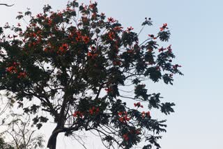 Summer in Bengal