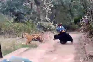 Viral Video of Ranthambore National Park
