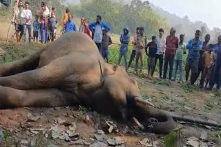 elephant death in angul
