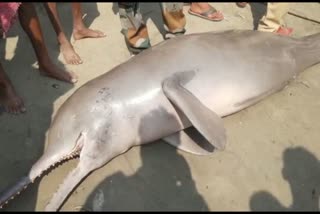 Dolphin Recover Farakka