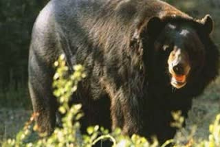 Bears attack on old man in Korba