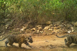 Tigress ST17 seen with two cubs