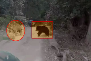 black bear chasing a Tiger Rathambore National Park in Sawai Madhopur  Rathambore National Park  black bear chasing a Tiger  black bear chasing a Tiger viral video  കടുവയെ തുരത്തി കരടി  രണ്‍ഥംബോർ ദേശീയോദ്യാനം  കടുവയെ ഓടിക്കുന്ന കരടി വൈറൽ വീഡിയോ  കടുവയെ ഓടിച്ചിട്ട് പിടിക്കാൻ കരടി