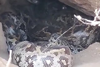 pythons under rocks