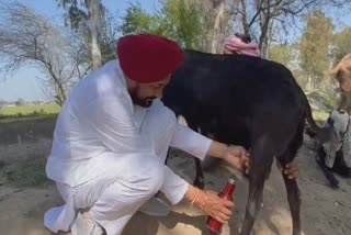 ਚਰਨਜੀਤ ਚੰਨੀ ਨੇ ਕੱਢੀ ਬੱਕਰੀ ਦੀ ਧਾਰ