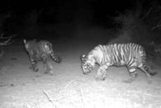 Tigress T79 seen with two cubs