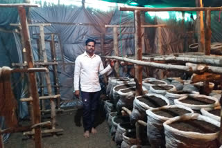 button mushroom farming