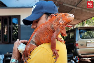 malappuram pet iguana  മലപ്പുറം ഇഗ്വാന  വളര്‍ത്ത് മൃഗം ഇഗ്വാന  ഇഗ്വാന ബ്രീഡിങ്