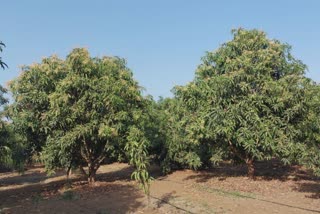 Natural farming in Bhavnagar : પ્રાકૃતિક ખેતીથી કેરી સહિતનો વિવિધ પાક આપે છે સારી ઉપજ