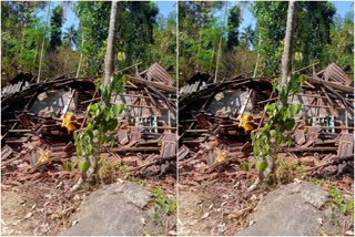 wild elephants destroyed house In Vadakkancherry  palakkad news  കാട്ടാനക്കൂട്ടം വീട് തകർത്തു  wild elephants  വടക്കഞ്ചേരിയിൽ കാട്ടാന ശല്യം