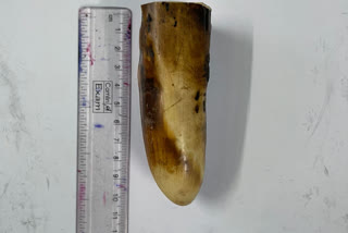 Smugglers Arrested With Ivory