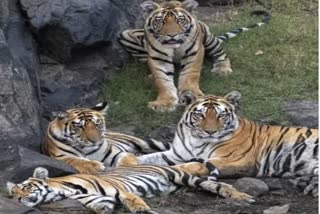 Satpura Tiger Reserve latest viral video