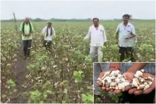 Dharwad young farmers are committing suicide due to loss of crops
