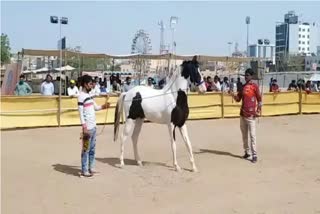 Marwari Horse Show in Jodhpur