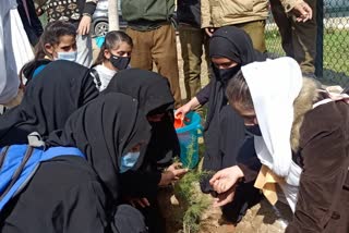 Plantation Drive at Degree College Doda: ڈگری کالج ڈوڈہ میں عالمی یوم خواتین پر شجرکاری مہم