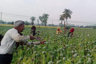 Opium farmers in the Pratapgarh district of Uttar Pradesh are facing trouble because opium-addicted parrots are destroying their crops despite multiple attempts of scaring them away